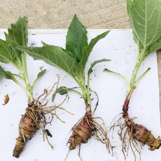 3 Organic Sprouted Jerusalem Artichoke – Ready-to-Plant
