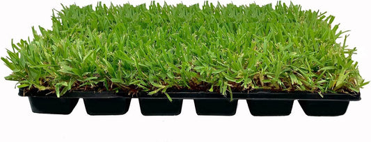 St. Augustine Palmetto - 18 Live Large Grass Plugs