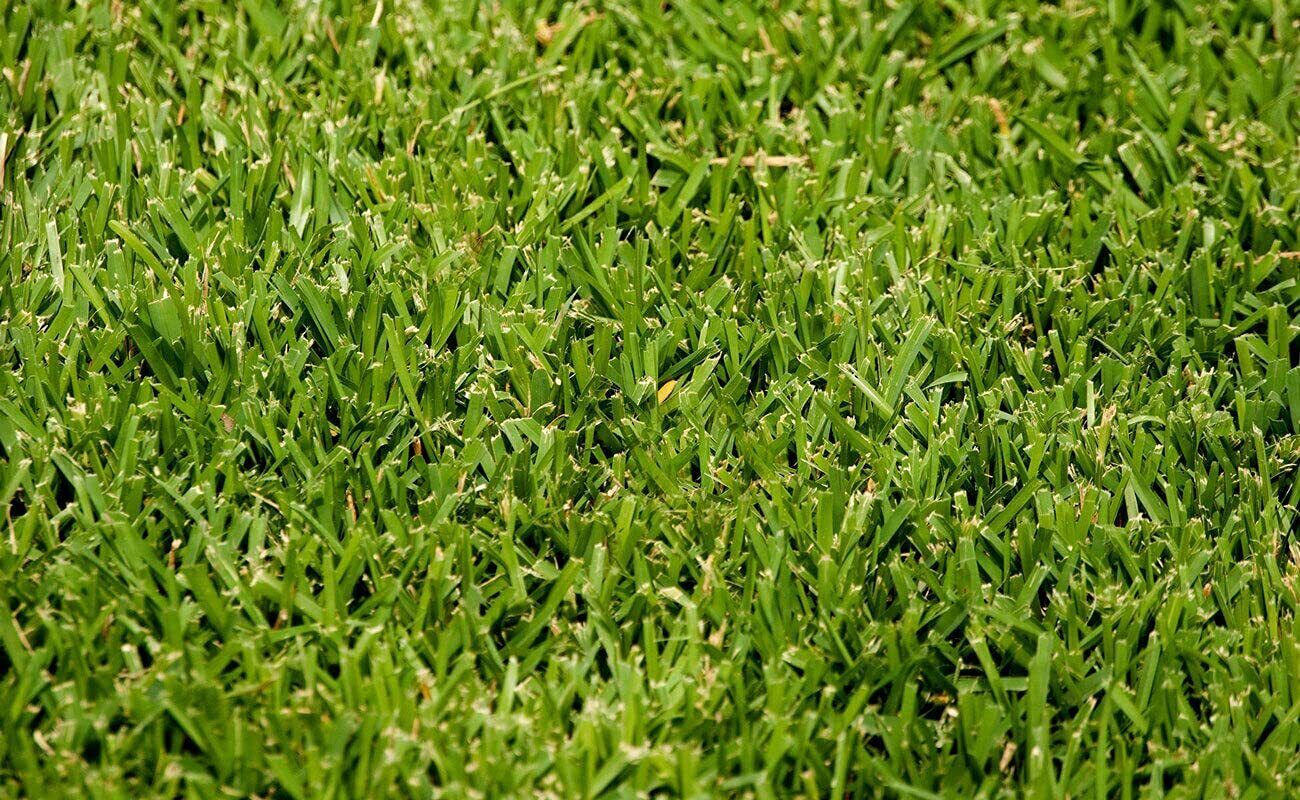 St. Augustine Palmetto - 18 Live Large Grass Plugs