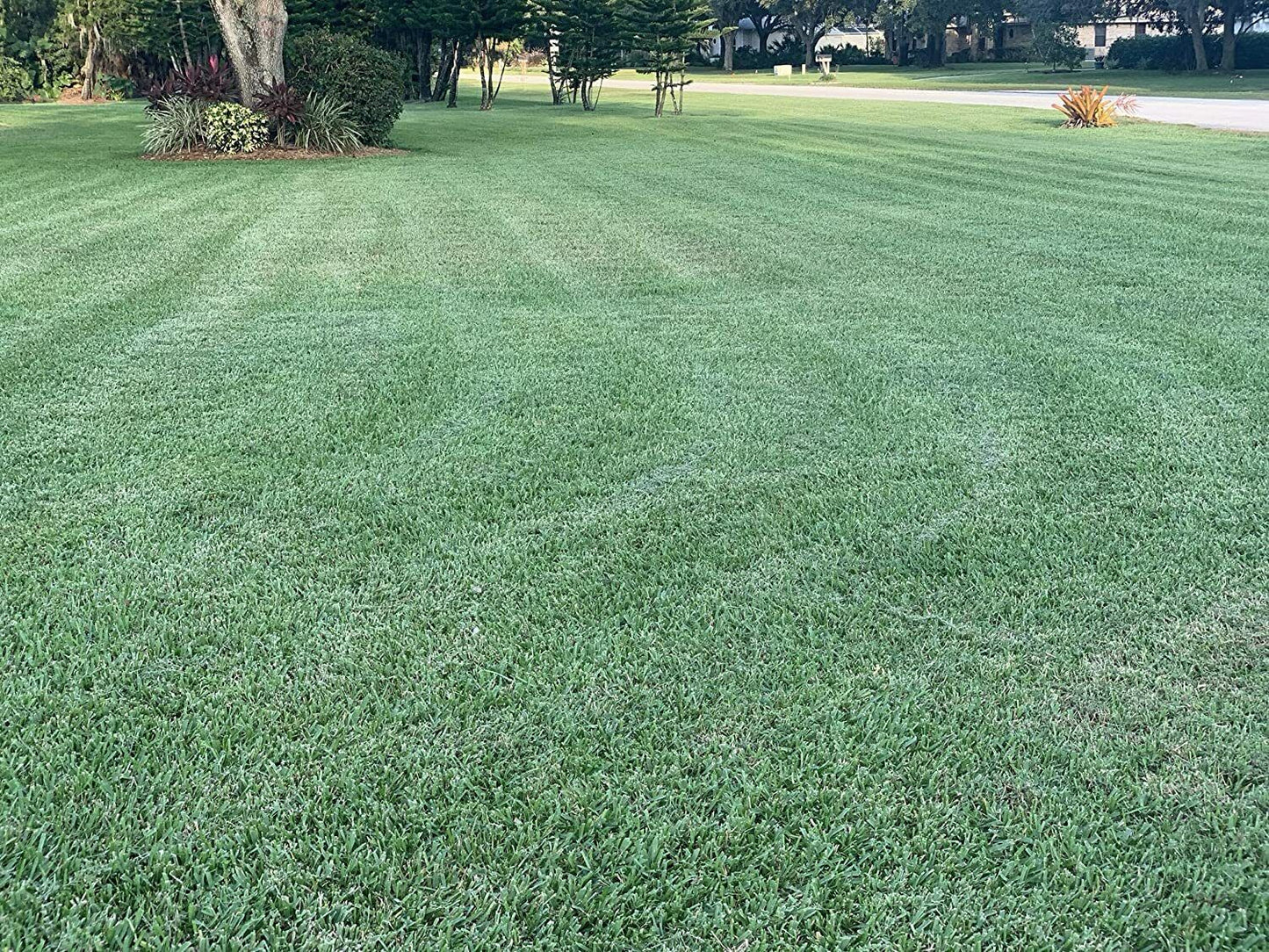 St. Augustine Palmetto - 18 Live Large Grass Plugs