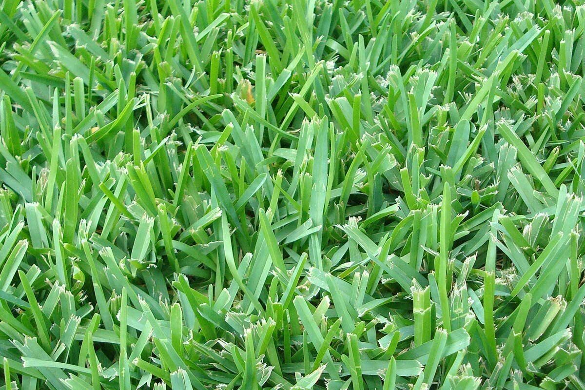 St. Augustine Palmetto - 18 Live Large Grass Plugs