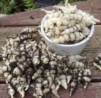 3 Stachys Affinis - Chinese Artichoke Tubers for Planting