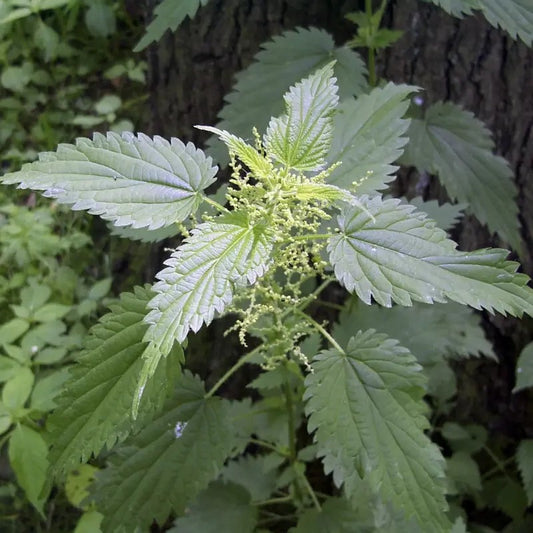 Green leafy plant with a tree trunk in the background