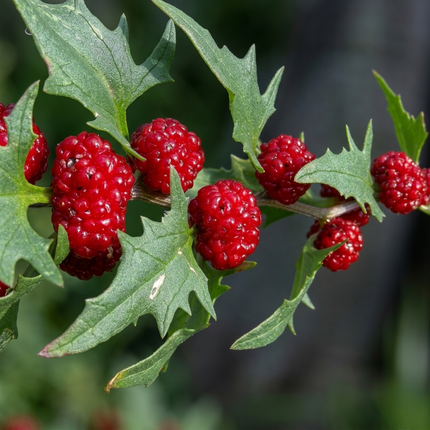 Ripe red Strawberry Spinach berries with vibrant green leaves, perfect for home gardens, edible landscaping, and nutritious fresh harvests. Seed World