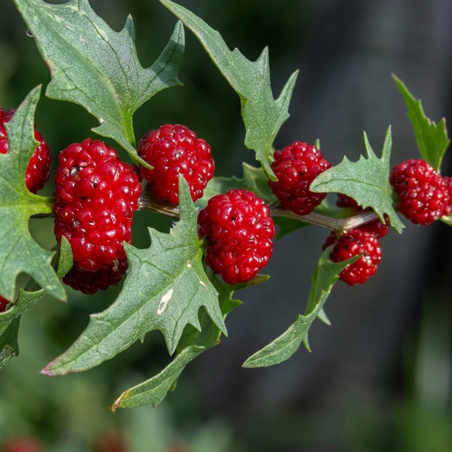 Ripe red Strawberry Spinach berries with vibrant green leaves, perfect for home gardens, edible landscaping, and nutritious fresh harvests. Seed World