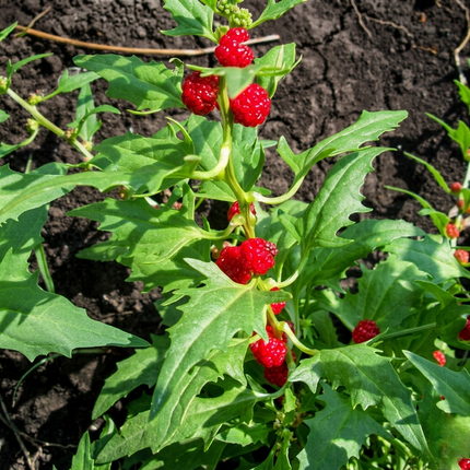 100 Strawberry Spinach Stick Seeds – Heirloom | Edible Ornamental Greens | NON-GMO