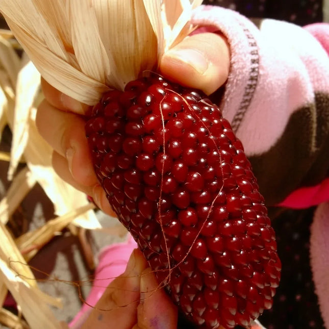 Strawberry Ruby Corn with vibrant ruby-red kernels, perfect for ornamental gardens, heirloom harvests, and seasonal décor. Seed World