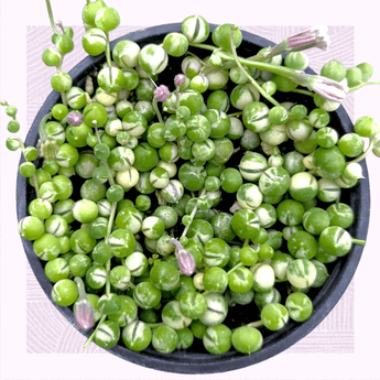 String of Pearls Senecio Rowleyanus Succulent Plant