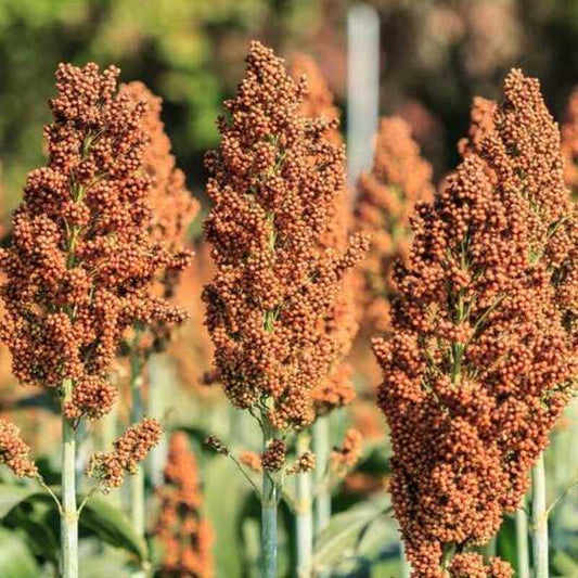 500 Rox Orange Syrup Cane Sorghum Seeds – Non-GMO Heirloom