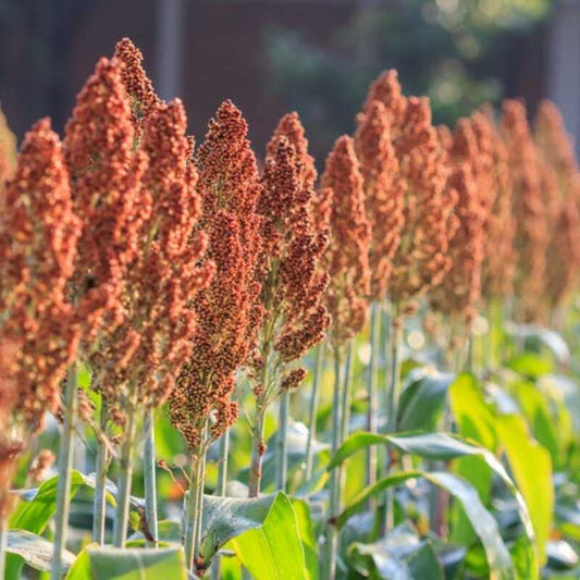 500 Rox Orange Syrup Cane Sorghum Seeds – Non-GMO Heirloom