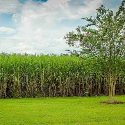 500 Rox Orange Syrup Cane Sorghum Seeds – Non-GMO Heirloom