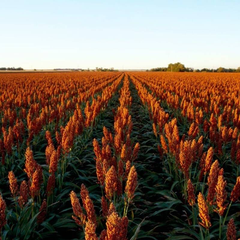 500 Rox Orange Syrup Cane Sorghum Seeds – Non-GMO Heirloom