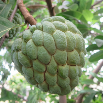 10 Sugar Apple Tree Seeds – Annona Squamosa | Tropical Sweetsop Fruit Tree