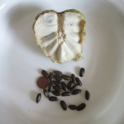 10 Sugar Apple Tree Seeds – Annona Squamosa | Tropical Sweetsop Fruit Tree