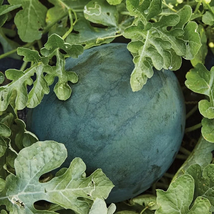 Sugar Baby Watermelon Seeds – Heirloom, Non-GMO