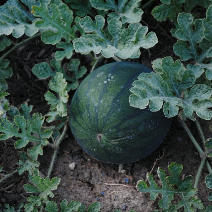 Sugar Baby Watermelon Seeds – Heirloom, Non-GMO