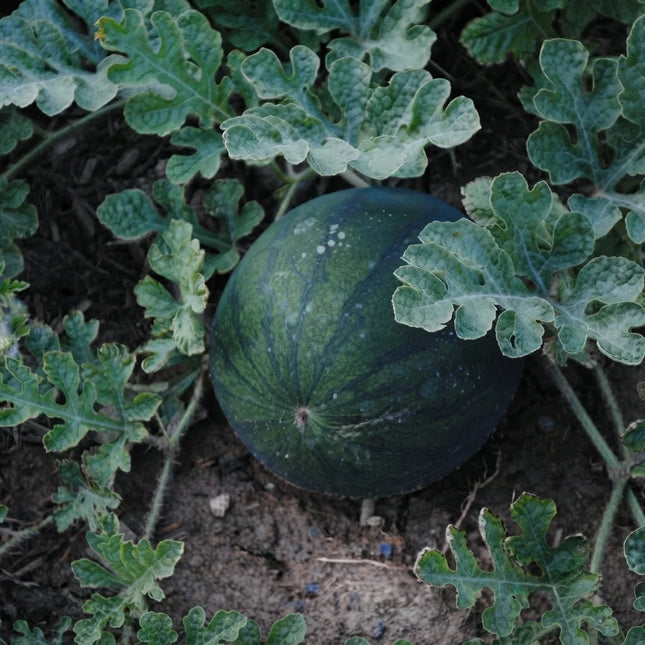 Sugar Baby Watermelon Seeds – Heirloom, Non-GMO