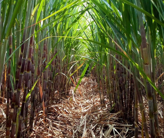 400 Sugar Cane - Rox Orange Sorghum Seeds