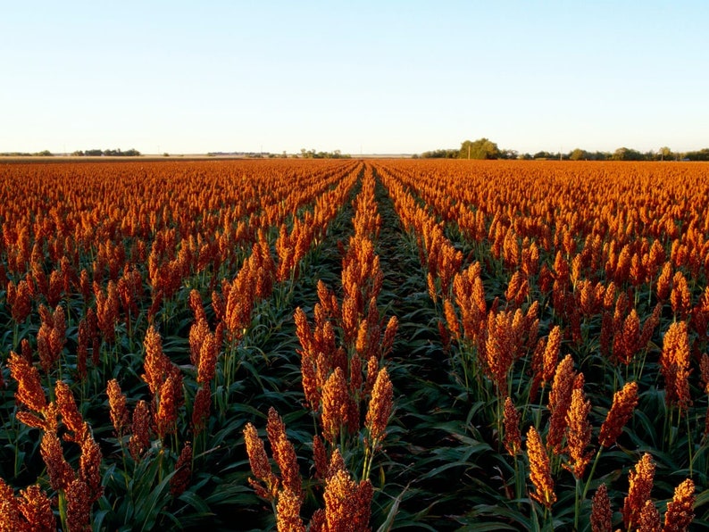 400 Sugar Cane - Rox Orange Sorghum Seeds