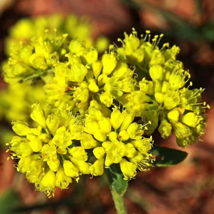 25 Sulphurflower Buckwheat Seeds – Eriogonum Umbellatum | Native Perennial