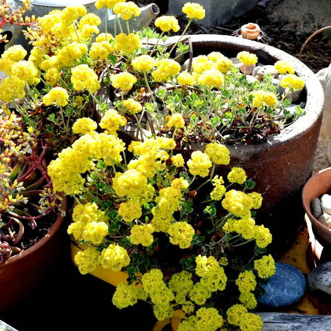 Bright yellow Sulphurflower Buckwheat in sunlit garden pot, thriving, vibrant blooms, perfect for pollinator-friendly landscaping, close-up. Seed World