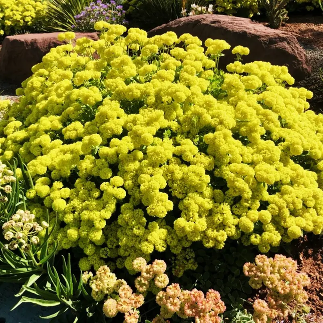 Vibrant yellow Sulphurflower Buckwheat seeds in healthy garden bloom – easy-to-grow, drought-tolerant wildflower for sunny spots – attracts pollinators, perfect for home and cottage gardens. Seed World