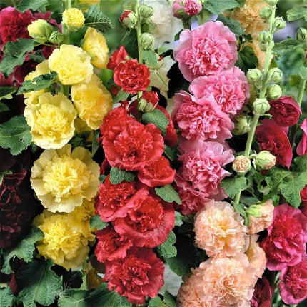 Summer Carnival Mix Hollyhock Seeds | Heirloom • Non-GMO
