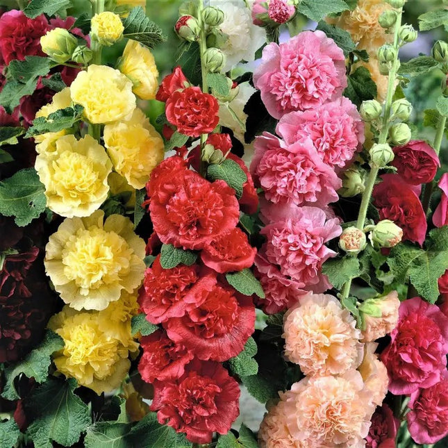 Summer Carnival Mix Hollyhock Seeds | Heirloom • Non-GMO