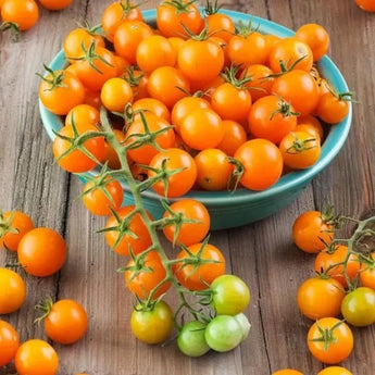 10 Sun Gold Tomato Seeds (F1) | Non-GMO