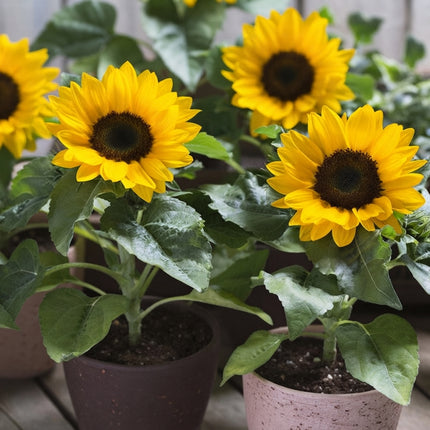 30 Dwarf Sunspot Sunflower Seeds – Compact Yellow Sunflower