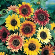 50 Sunny Sun Power Sunflower Mix Seeds - 10 Species