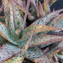 50 Sunrise Aloe Seeds - Exotic Red Hybrid Succulent