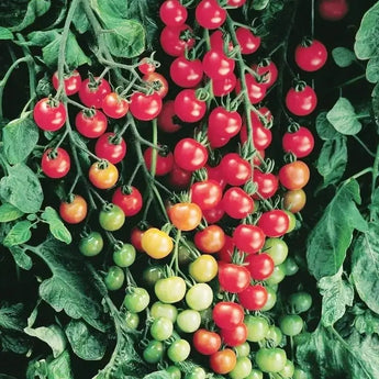 30 Super Sweet Hybrid Cherry Tomato Seeds