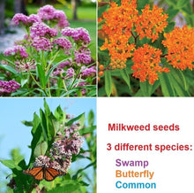 Swamp, Butterfly and Common Milkweed Seeds