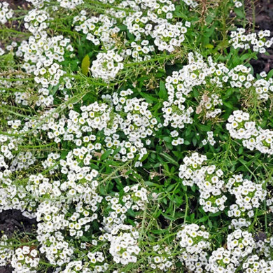 1000 Sweet Alyssum White Flower Seeds