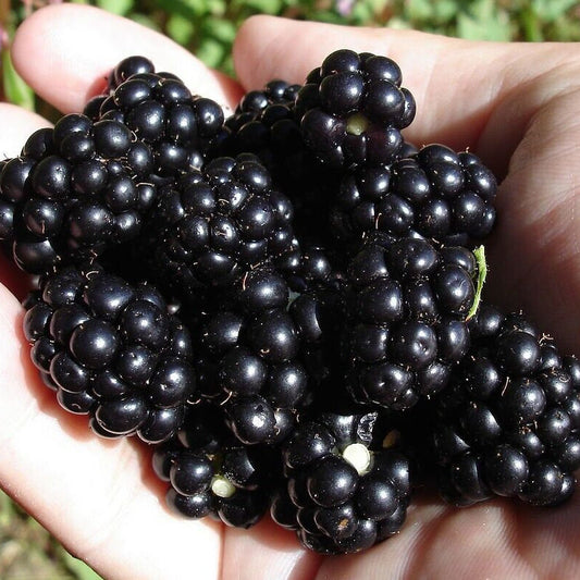 Hand holding a bunch of blackberries with a natural background