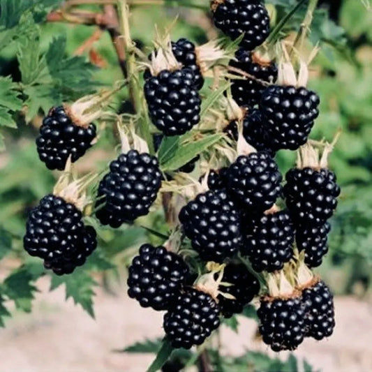 Cluster of blackberries on a branch with green leaves.