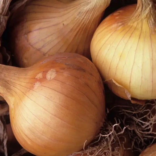 Close-up of several onions with a brown background