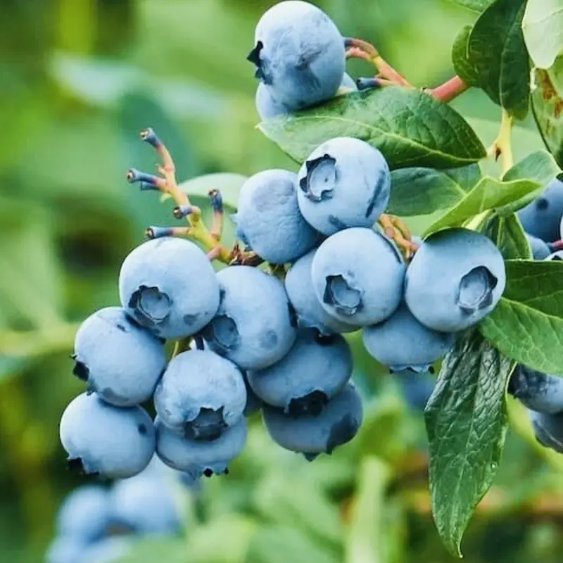 200 Sweet Southern Blueberry Seeds