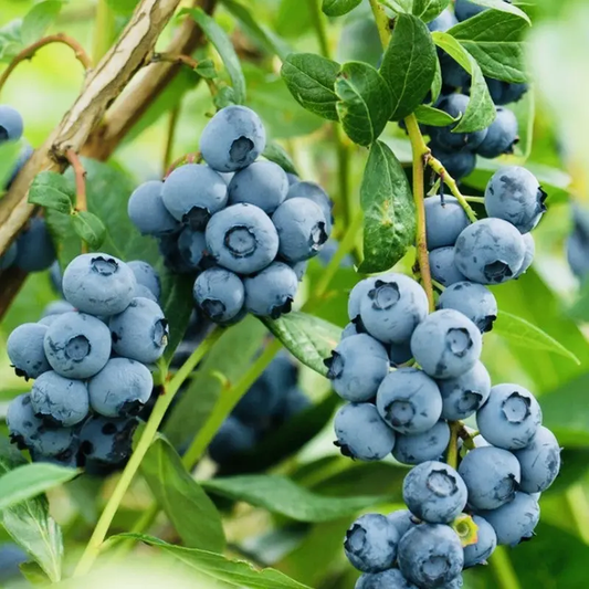 200 Sweet Southern Blueberry Seeds
