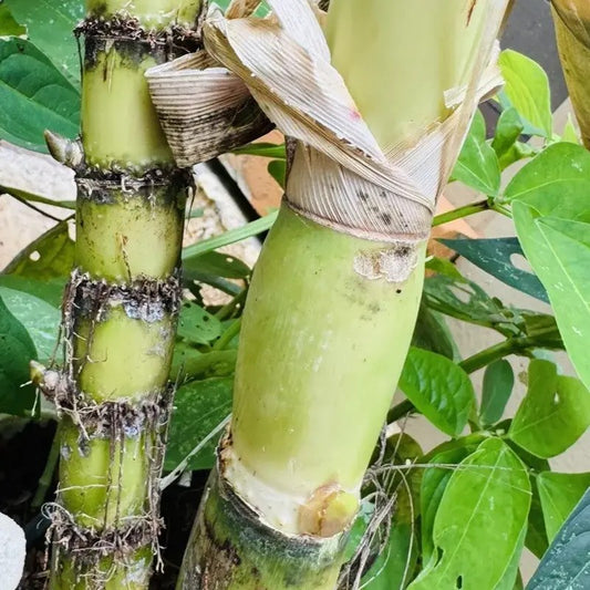 Sweet Sugarcane Cuttings – Fresh, Juicy & Ready to Plant Live Stalks