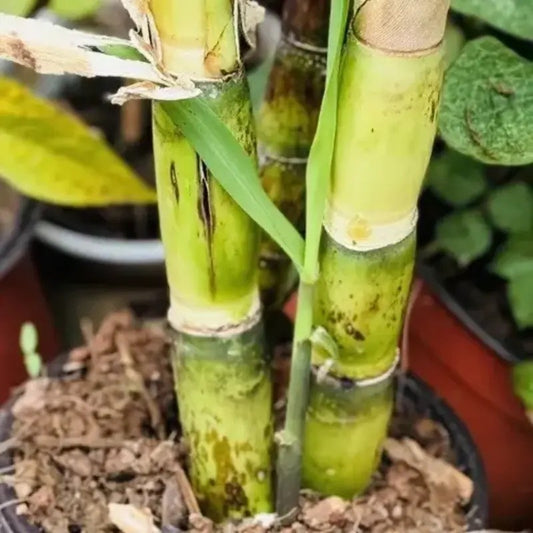 Sweet Sugarcane Cuttings – Fresh, Juicy & Ready to Plant Live Stalks
