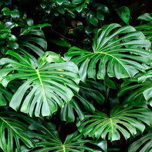 5 Swiss Cheese Plant - Monstera deliciosa Seeds