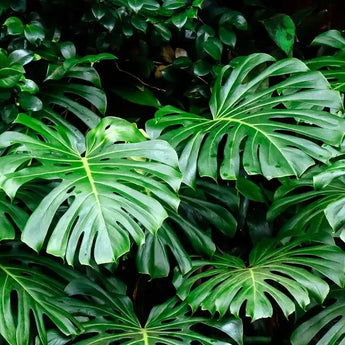 5 Swiss Cheese Plant - Monstera deliciosa Seeds