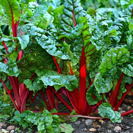 100 Leafy Green Vegetable for Home Gardens. Seeds World
