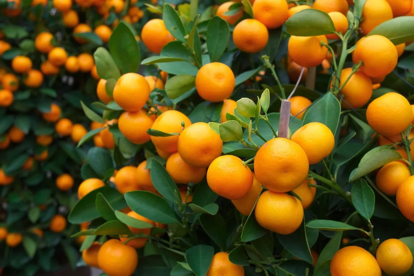 Bunch of ripe oranges on a tree with green leaves