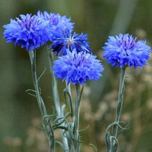 1700 Tall Blue Cornflower - Bachelor Button Seeds