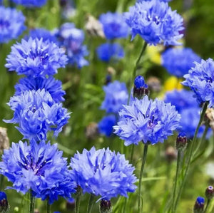 1700 Tall Blue Cornflower - Bachelor Button Seeds