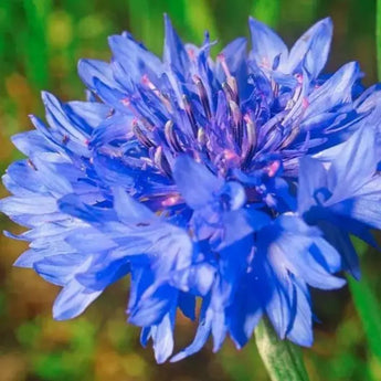 1700 Tall Blue Cornflower - Bachelor Button Seeds