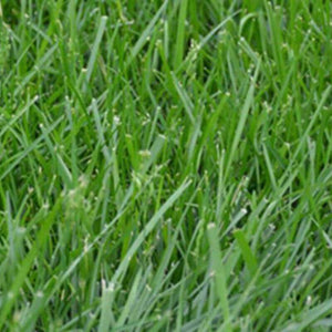 Kentucky 31 Tall Fescue - Grass Seeds (1 Lb. pack)